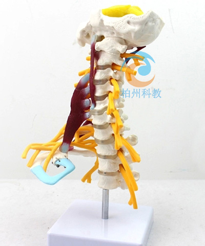 �߼�(j��)�i׵������ģ��