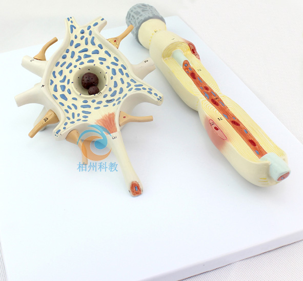 ��(j��ng)Ԫ�Ŵ�ģ��