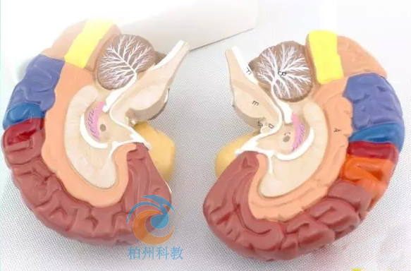 ���X���ܷօ^(q��)ģ��