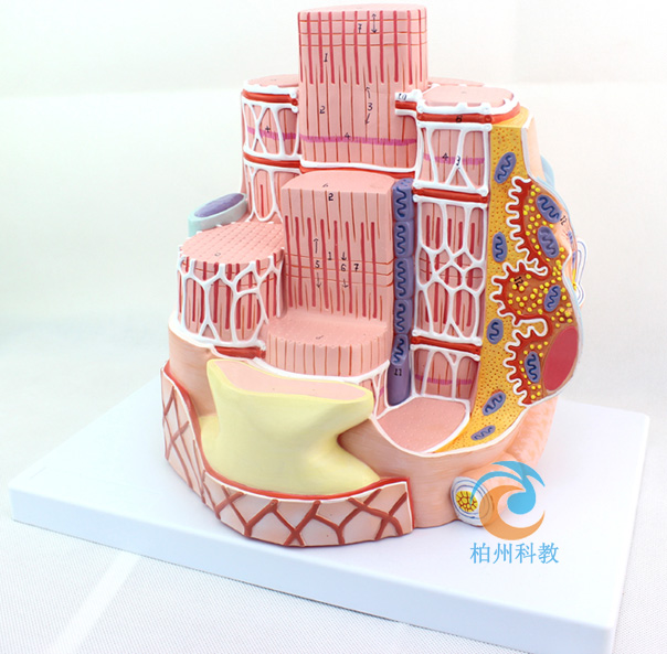 �������w�S�@΢�Y(ji��)��(g��u)�Ŵ�ģ��