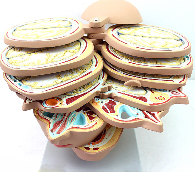 ���w�^�i�����ӽ��ʙM����ģ��