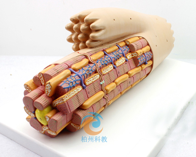 �ļ����ʷŴ�ģ��