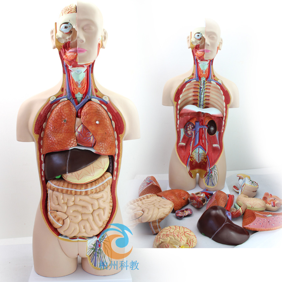 ���A�����|�Ƀ�(n��i)�K����ģ��85CM(27��)