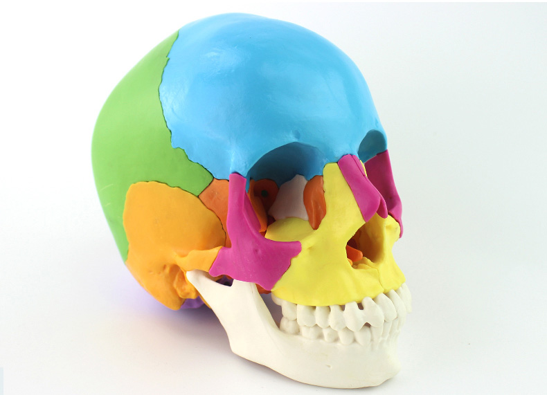 �ɲ���^��ģ�ͣ�22������