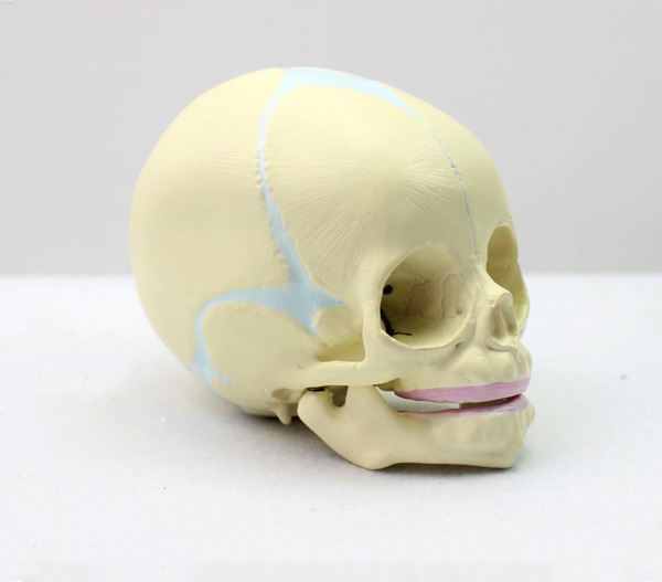 ̥���^�B��ģ��