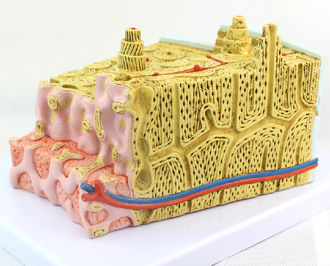 ���w�ǽY(ji��)��(g��u)�@΢�Ŵ�ģ��