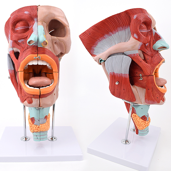 �Ŵ�ڱ��ʺ�ǻģ��