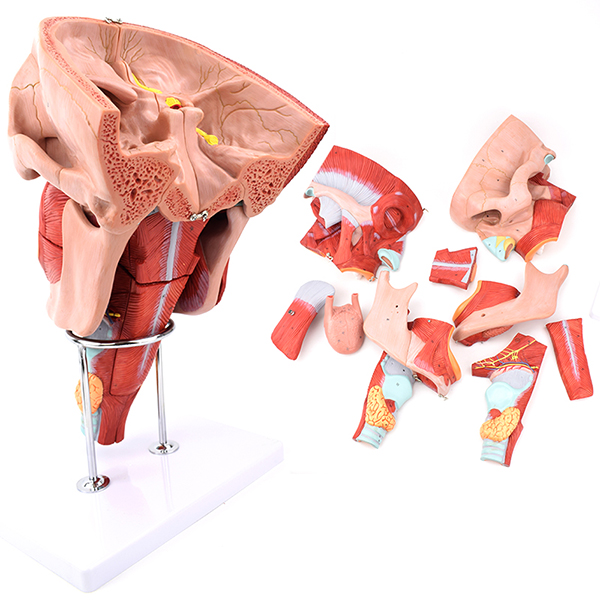 �����ڡ�������ǻģ��