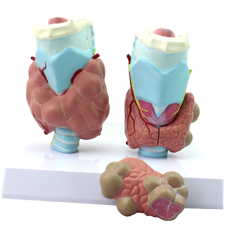 �נ�����ģ��