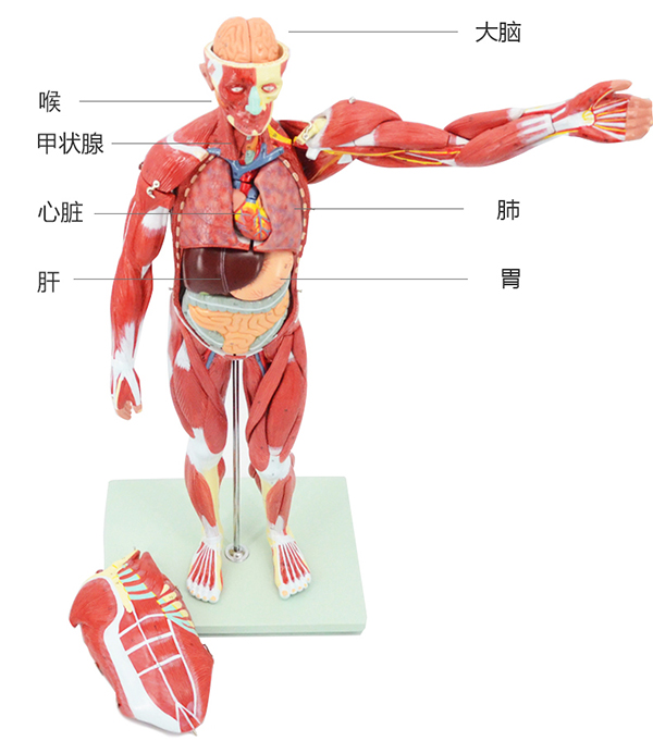 ���I(y��)�����w���⸽��(n��i)�K����ģ��