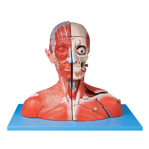 �^�i��Ѫ�ܽ���ģ��